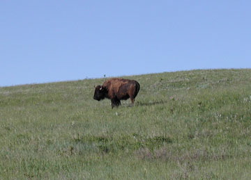 Buffalo